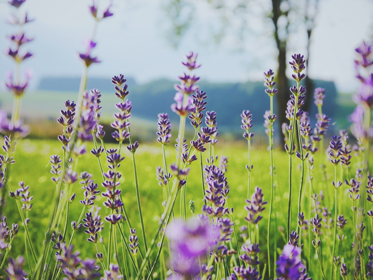The Science Behind Natural Mosquito Repellents: Efficacy and Benefits