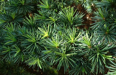 #AskAlfresco... Essential Oils!