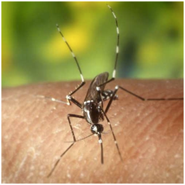 Alfresco - The Best DEET Free Insect Repellent
