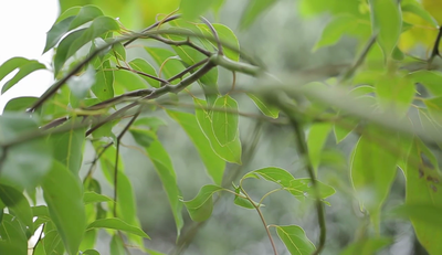 The Healing Power of Alfresco