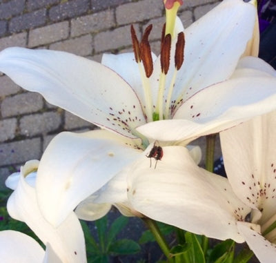 A review of natural insect repellents: best buys worldwide