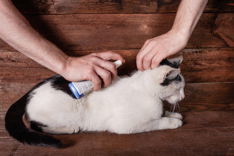 pet insect repellant